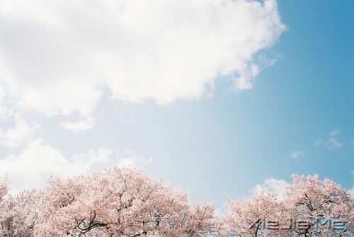 心似莲开，清风自来 (1)
