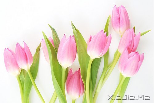 心似莲开，清风自来 (2)