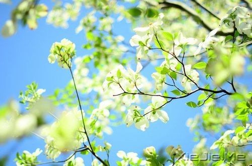 心似莲开，清风自来 (4)