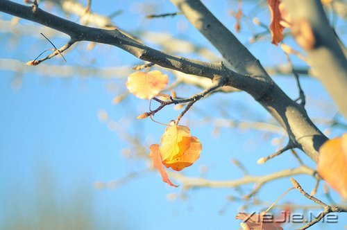 心似莲开，清风自来 (5)