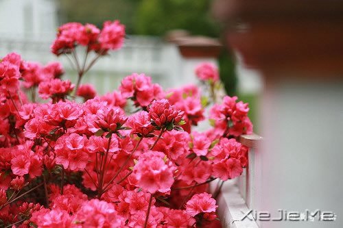花开为谁谢，花谢为谁悲 (6)