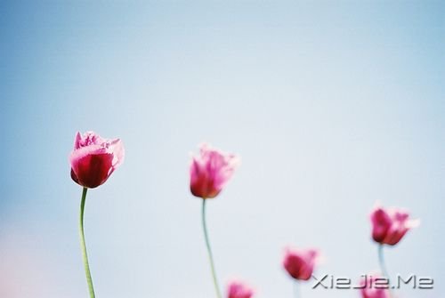 早安心语：生活总会给你另一个机会，这个机会叫明天 (3)