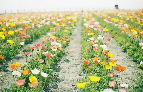 早安心语：生活总会给你另一个机会，这个机会叫明天 (4)