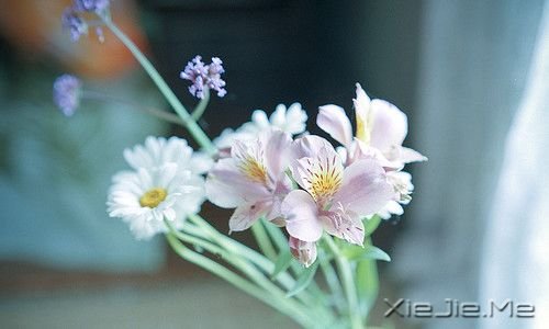 晚安心语：人生活的是经历，幸福总是在路上 (2)